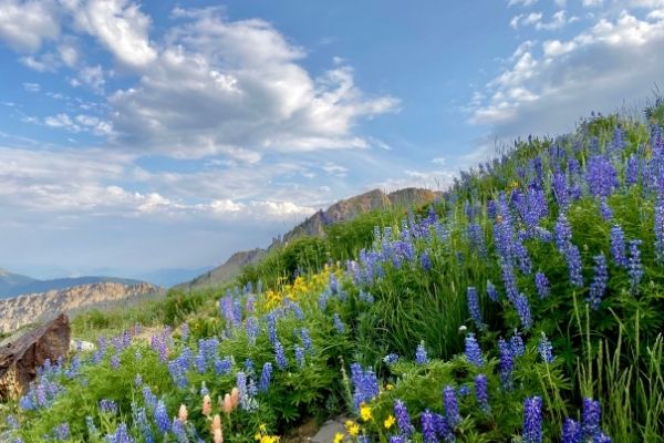 Little Cottonwood Canyon